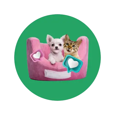 Mundo Pet